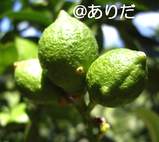 620b6b38.jpg