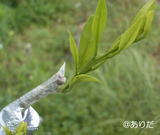 tugiki0605.jpg