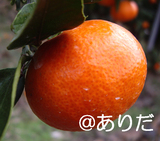 838fe78e.jpg