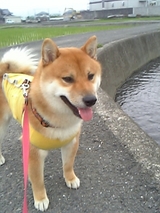 6.21taiga