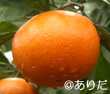 a52ad041.jpg