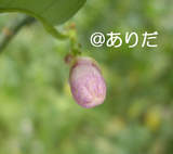 a68a52d5.jpg