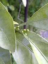 DVC00013.JPG