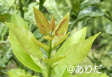 b9600a4c.jpg