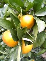 c72c9e76.jpg