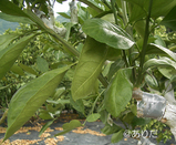 tugiki0904_2