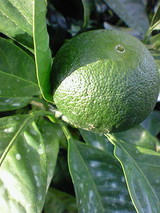 f239e497.jpg