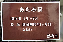 atamisakura 2