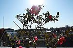 6047d782.jpg