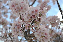atamisakura 1