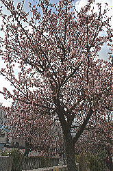 atamisakura 3