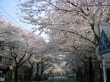 05.04.08-2.JPG-sakura-haru