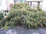 ����2008.11.09-1��