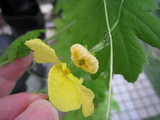 �����䡼�ʻ��7�桧0902��