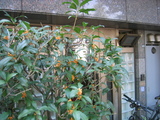 132_3235.JPG-kinmokusei