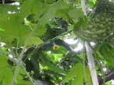 �����䡼�ʻ��6�桧0902��