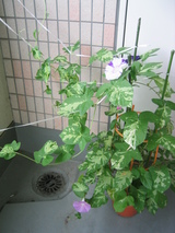 150_5008.JPG-asagao0724