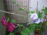 153_5347.JPG-asagao0830