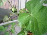 153_5340.JPG-asagao0827tane