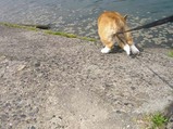 dive