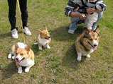 3kogi2