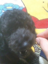�ȥ��ס��ɥ�ݤ�