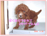 トイプードル クッキー