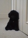 �ȥ��ס��ɥ�ݤ�