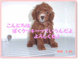 トイプードル クッキー