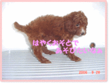 トイプードル クッキー