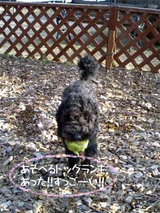 トイプードル おでかけ