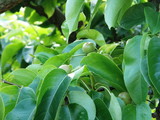 �ʤ�1
