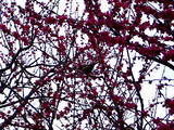ume4