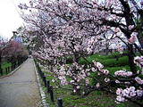 ume1