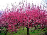 ume5
