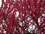 ume3