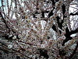 ume2