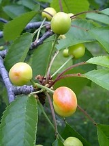 132a600a.jpg
