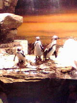 ペンギン