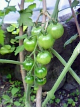 08fcd242.jpg