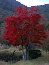 12828e83.JPG