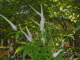 28d70c23.JPG