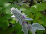 300cd051.JPG