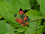5889207e.JPG