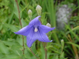 5c87988b.JPG