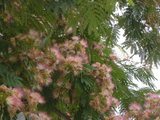 5c95110f.JPG