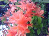 61a07ee1.jpg