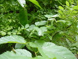 62c0147a.JPG