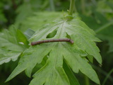 65548fcc.JPG