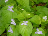 67e785d6.JPG